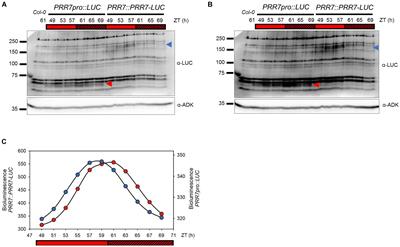 Luciferase-Based Screen for Post-translational Control Factors in the Regulation of the Pseudo-Response Regulator PRR7